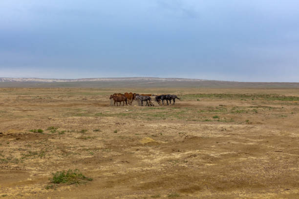 la acumulación de caballos en un abrevadero. la meseta de ustyurt. distrito de boszhir. el fondo de un océano seco tethys. restos rocosos. kazajstán - tethys fotografías e imágenes de stock