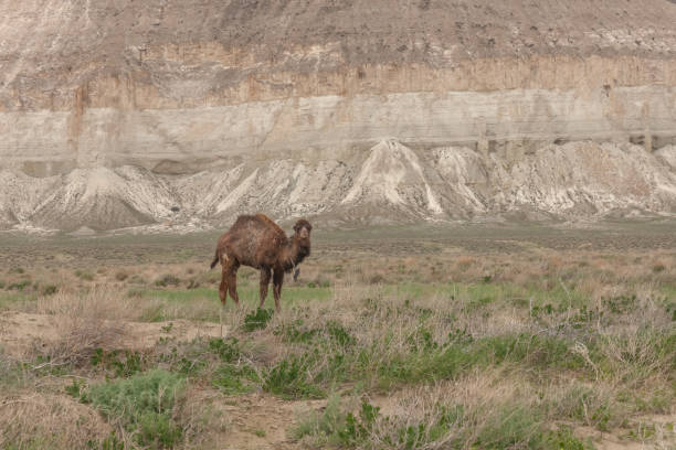 camellos en la meseta de ustyurt. distrito de boszhir. el fondo de un océano seco tethys. restos rocosos. kazajstán - tethys fotografías e imágenes de stock