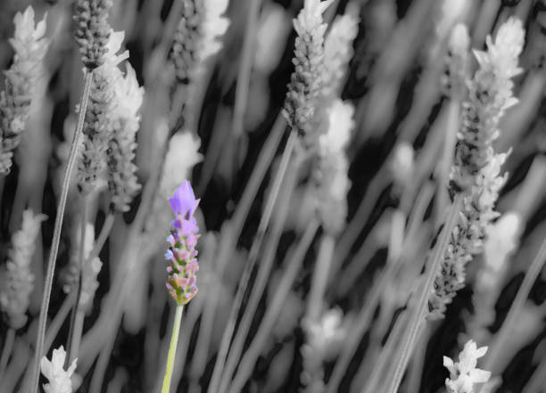 Lavender flowers in Taghazout, Morocco. heavily post processed to give a painterly color isolated effect.