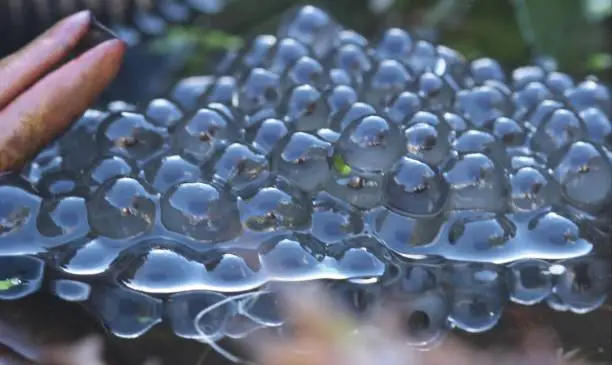 Mass of frogspawn looks like bubbles