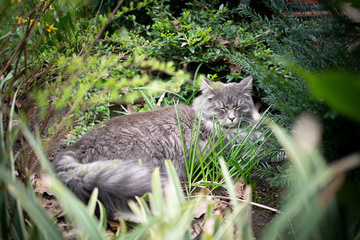 cute gray white maine coon longhair cat resting outdoors between plants and bushes sleeping in foliage