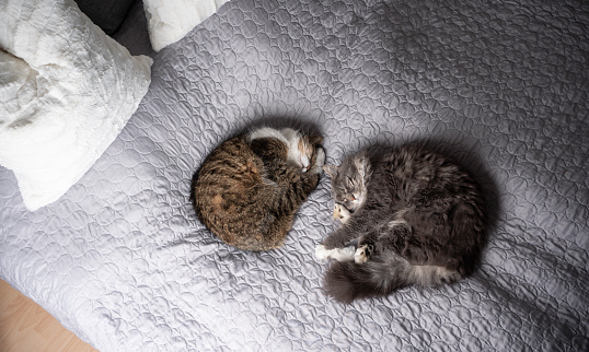 two different breed cats sleeping side by side on pet owners comfortable bed