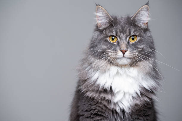 retrato del gato - longhair cat fotografías e imágenes de stock