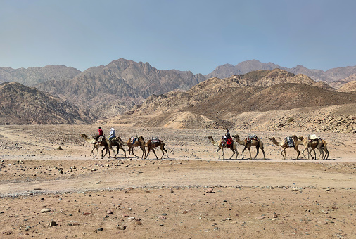Sharm El Sheikh, Egypt - A caravan of camels goes through the desert on the Sinai Peninsula, in the background are brown mountains.