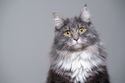 studio portrait of a cute gray white fluffy maine coon longhair cat tilting head looking at camera with copy space