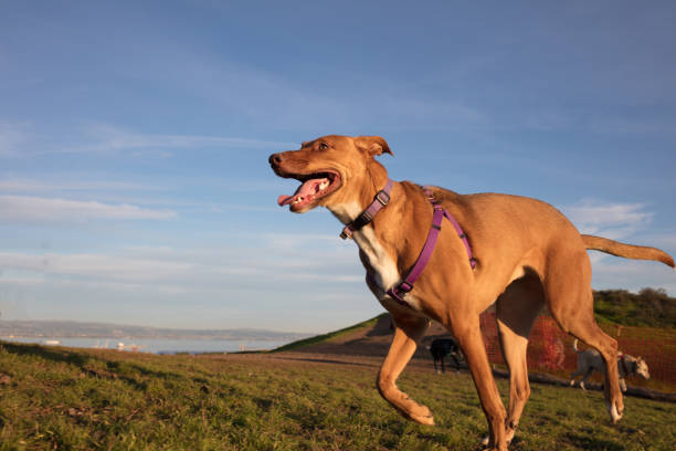 istock Cute dogs in wilderness 1212222769