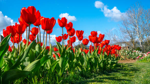 istock Tulips in the garden 1212222808
