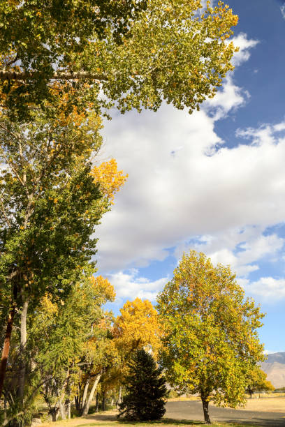 istock peaceful afternoon at Bishop, California 1212224551