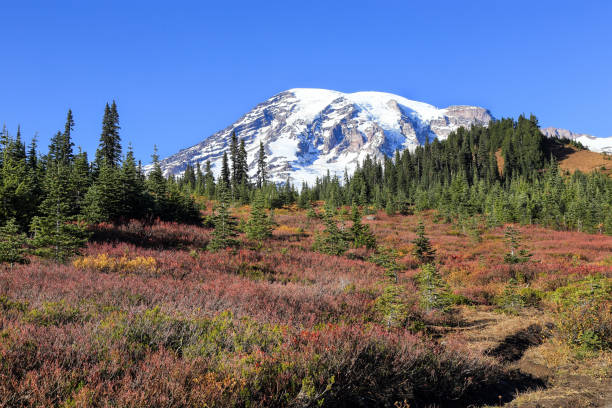 istock Mt. Rainier national park, Seattle Washinton 1212224649