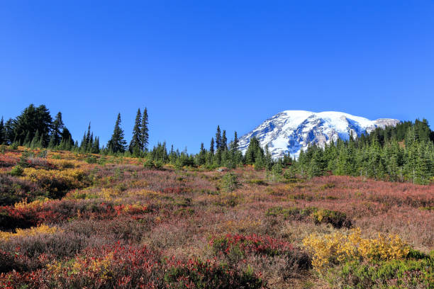 istock Mt. Rainier national park, Seattle Washinton 1212224653