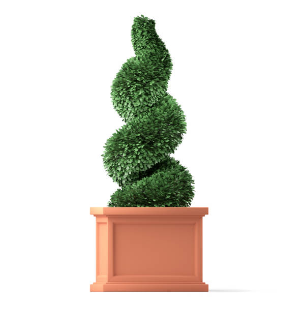 Spiral boxwood topiary isolated on white