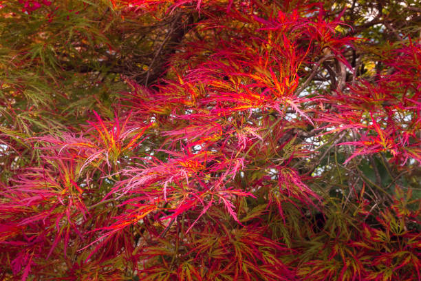 istock Brilliant red leaves on a Japanese Maple 1212224762