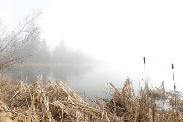 Bright sunlight mixed with morning fog in the wetlands of rural British Columbia. Copy space for your text.