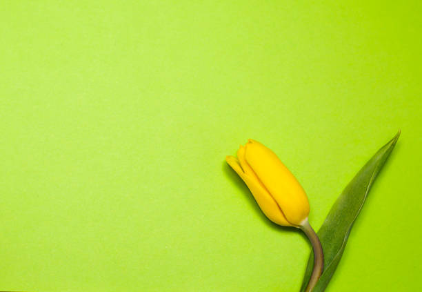 istock yellow tulips on a green background. Spring poster with free text space.y 1212226468