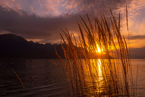 Sunset lake with reed flowers, sunset sun