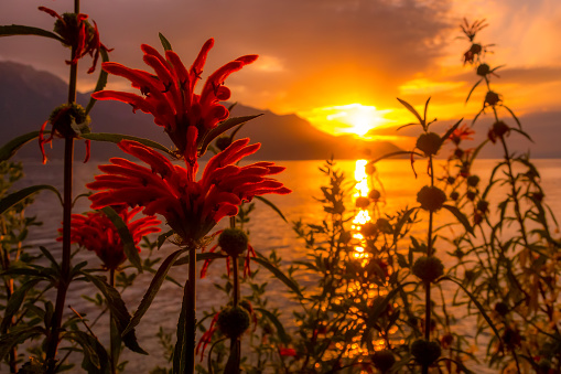 Flowers and Lake Geneva, Switzerland sunset