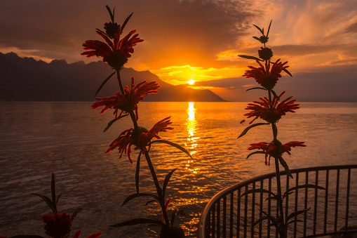 Flowers and Lake Geneva, Switzerland sunset