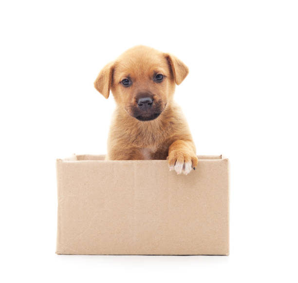 istock Two small dogs in the box. 1212226863