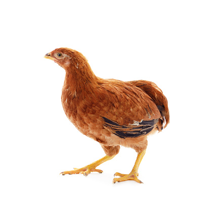 Small brown chicken isolated on a white background.