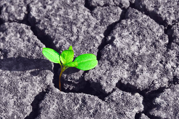 istock Green plant sprouts  through dry cracked soil 1212227023
