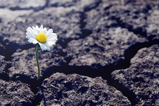 Photo of One daisy flower sprouts through dry cracked soil