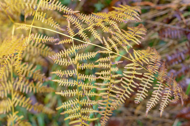 Closeup Of A Fern In Fall in North Bend, WA, United States