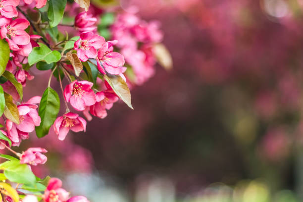 Delicate pink apple tree blossom Delicate pink apple tree blossom in sunlight. Blurry background with copy space. park leaf flower head saturated color stock pictures, royalty-free photos & images