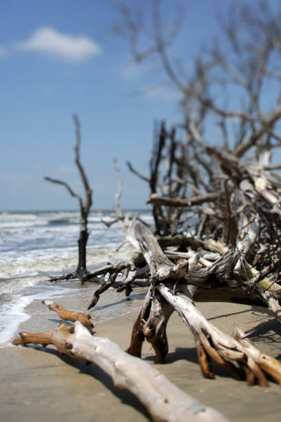 Waves Crashing Into Dead, Driftwood Trees On A South Carolina Beach Waves Crashing Into Dead, Driftwood Trees On A South Carolina Beach in Edisto Island, SC, United States edisto island south carolina stock pictures, royalty-free photos & images