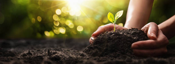 istock Plant in Hands. Ecology concept. Nature Background 1212231915