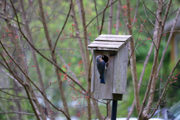istock Female eastern bluebird perches with a mealworm in her beak. 1212232222