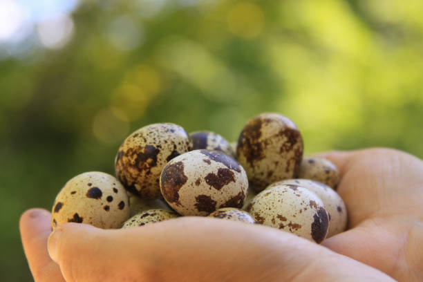istock Quail eggs in eggs closeup bokeh bright green background 1212233197