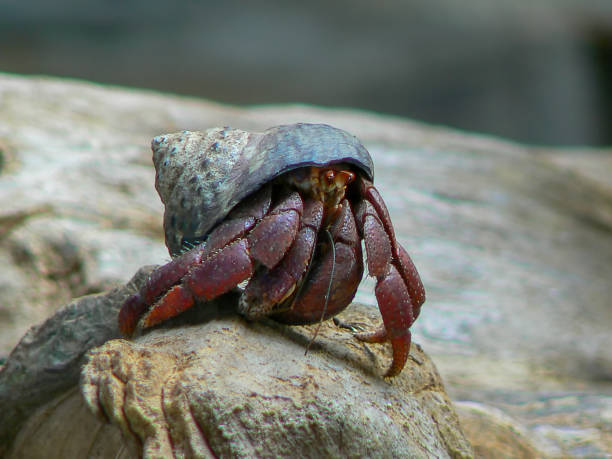 cangrejo ermitaño del caribe (coenobita clypeatus) - land hermit crab fotografías e imágenes de stock