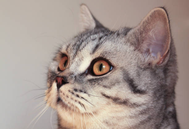 istock Grey cat head portrait on white background 1212234204