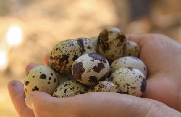 istock Quail eggs in eggs closeup bokeh bright background 1212234230