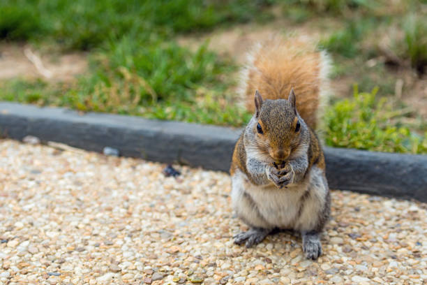 istock A squirrel in a park at Capitol Hill Grounds - image 1212234526