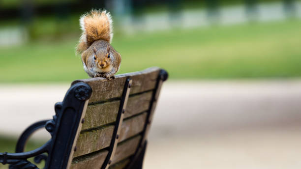 Smiling woman sitting outside on a footpath in a park and feeding a cute little squirrel some nuts
