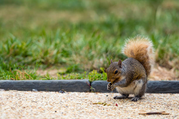 istock A squirrel in a park at Capitol Hill Grounds - image 1212235344