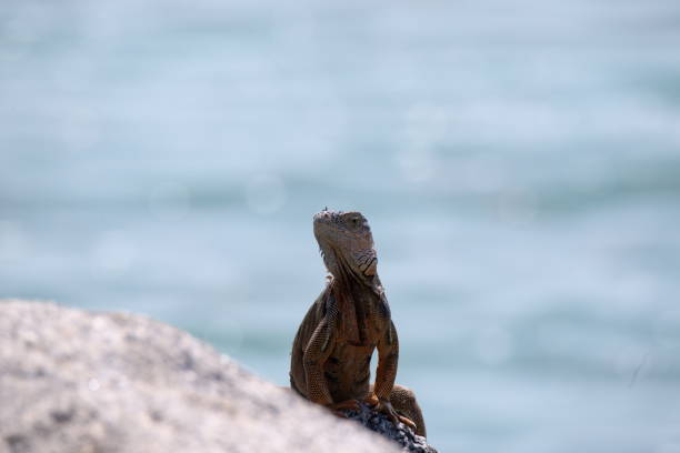 istock Adult Green Iguana Sunning 1212235361