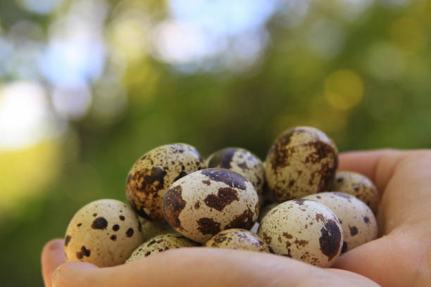 istock Quail eggs in eggs closeup bokeh bright green sunny background 1212235481