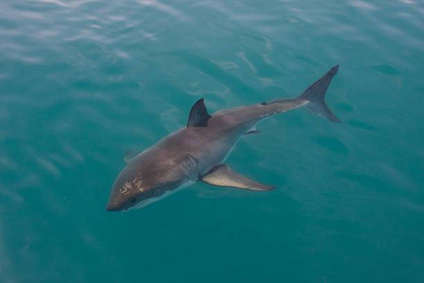 istock A great white shark in the ocean 121223552
