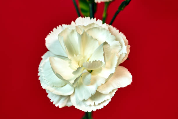 istock white carnation flower blooming on red background 1212235722