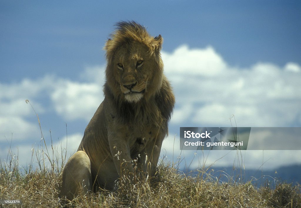 雄ライオンの Ngorongoro クレーター、タンザニア(4 - たてがみのロイヤリティフリーストックフォト