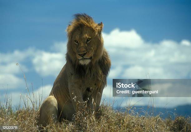 Mężczyzna Lew W Ngorongoro Krater Tanzania Ust 4 - zdjęcia stockowe i więcej obrazów Afryka - Afryka, Afryka Wschodnia, Chmura
