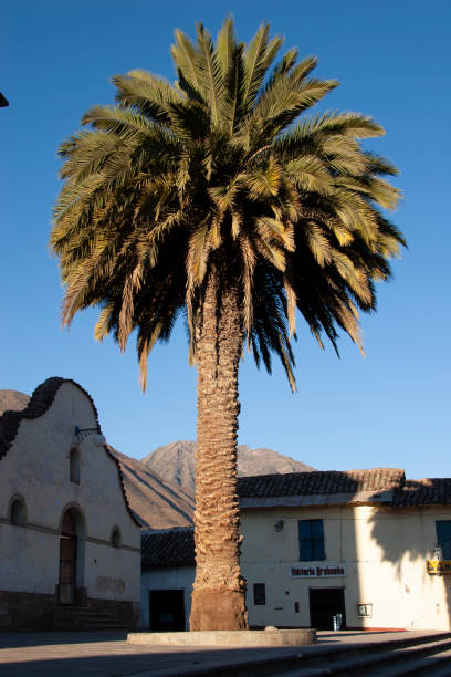 istock A tree in a plaza in Urubamba Peru 1212239435