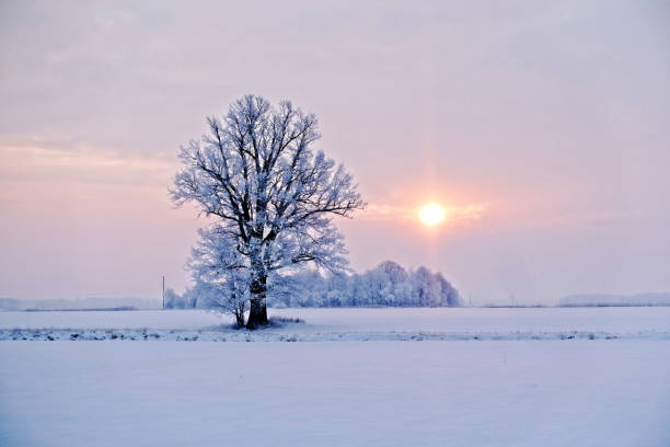 istock Winter landscape. Lonely tree in a snowy field at sunrise - image 1212239879