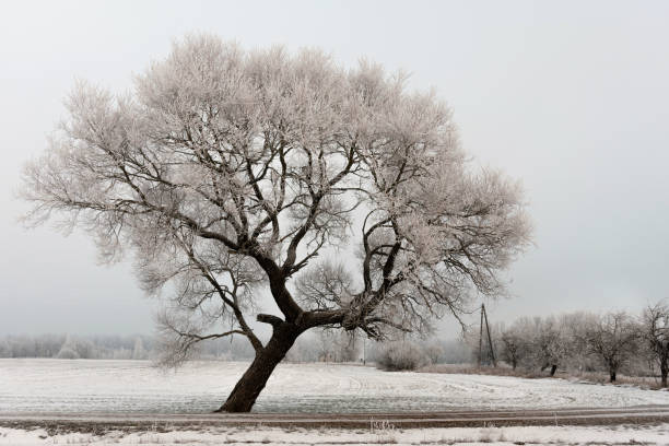 istock Cold winter morning landscape with a road and lonely tree. 1212239889