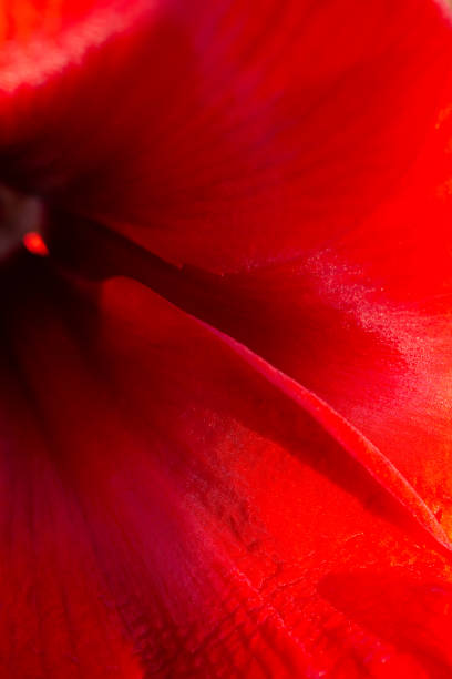 Macro shot of red Amaryllis