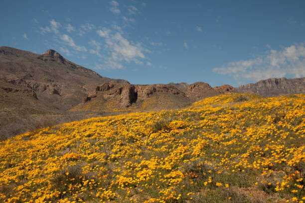 Mountain side covered with  yellow poppies stock photo