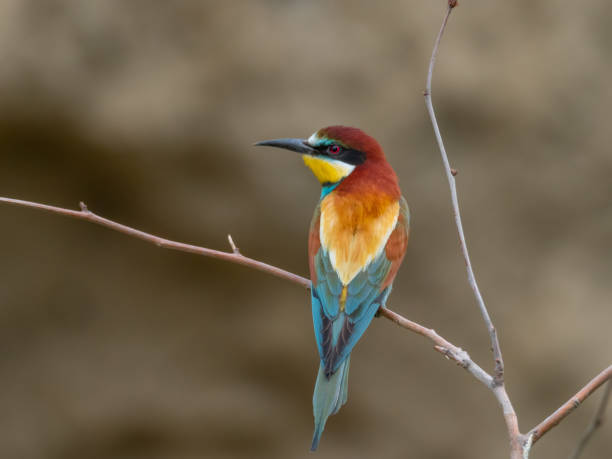 istock European Bee-eater, beautiful colored bird sitting on a twig, Merops apiaster 1212243369