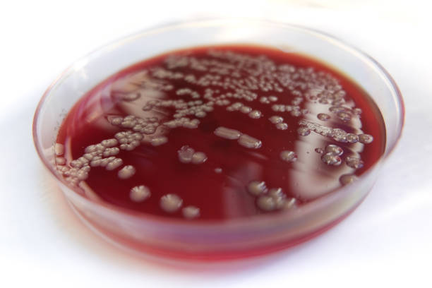 bacterias que crecen en la placa de agar en la sangre - staphylococcus petri dish bacterium biology fotografías e imágenes de stock